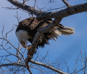 2019 03 31 Redwing 026
